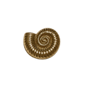 Shell Brooch